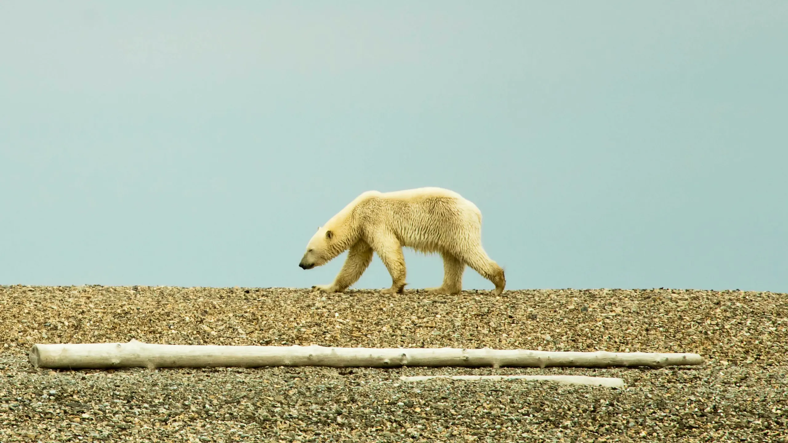 Arktis 2100: Eine Eiswelt verschwindet – Wie der Klimakollaps den Nordpol umgestaltet